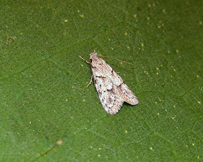 Symmoca signatella  Autostichidae